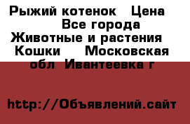 Рыжий котенок › Цена ­ 1 - Все города Животные и растения » Кошки   . Московская обл.,Ивантеевка г.